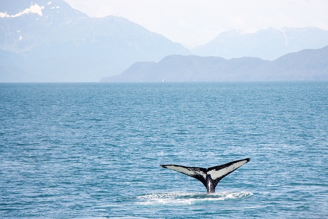 Secrets de la mer : découvrez la beauté des baleines